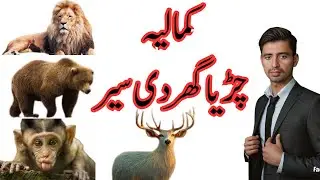 کمالیہ چڑیاگھردی سیر | saraiki vlog | Saraiki Bol