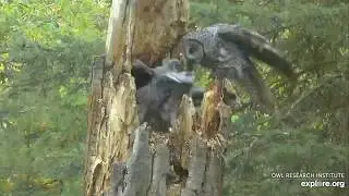 Great Gray Owl Male Prey x 6