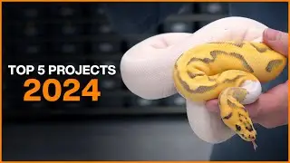 Top 5 Ball Python Projects for 2024!