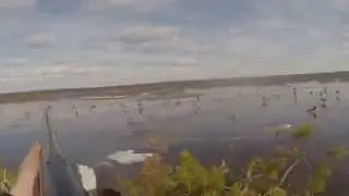 охота на гуся на болотах