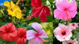 Top15 Most Beautiful Hibiscus flowers Picture!!!