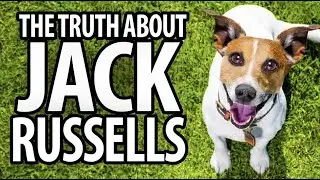 5 secrets about Jack Russell Terriers exclusively known by their owners