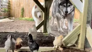 Huskies And Chickens - Best Of Friends Or Worst Of Enemies?