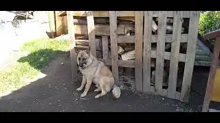 погода с ума сошла ,решила нас зажарит  сжарить ,удачного и позитивного дня и настроения!!!!!!