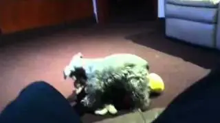 Sex on the bitch