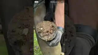 Чистка копыта и удаление старой подковы
