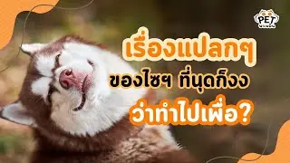 เรื่องแปลกๆ ของหมาไซบีเรียน ที่นุดก็งง ว่าทำไปเพื่ออะไร? | นุดรู้ไหม EP.4