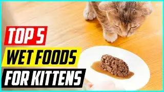 5 Best Wet Foods for Kittens