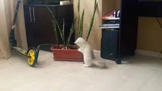 Котик «свинка»
