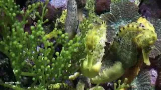 Fish Sea| HD | 4K| Vlogs|