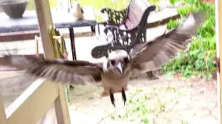2 wild kookaburras fly into my house!