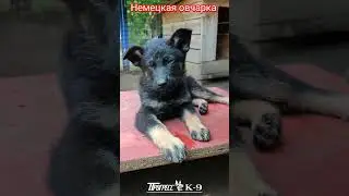 Щенок немецкой овчарки. German shepherd dog. #puppydog #dogs #puppy #dog #shepherd #germanshepherd