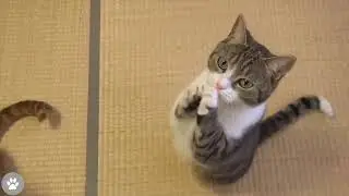 OMG! Funniest Cats On Earth all in one video🤣 Funny Cats