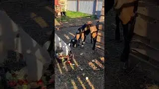 Старшая козочка Таня гоняет молодых 🤣 все сыты 🤣не переживайте 💋 #любовь #счастье #деревня