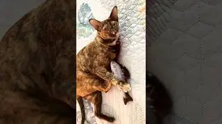 Рыба моей мечты #cat #animals  #ориенталы #кошки