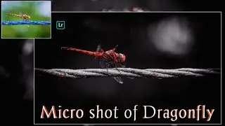 Micro shot of Dragonfly | Lightroom Mobile Photo Editing Tutorial Video | Red Effect Preset