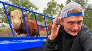 We got a bull...