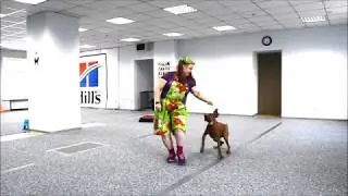 Кутазова Ирина и Выжла Numeror`s Geisha For Elves. Открытый класс
