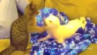Cat Playing with Dog