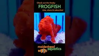 Frogfish #frogfish #marinelife #fishkeeping