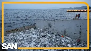 Millions of dead fish hurt tourism in central Greece as investigation ensues