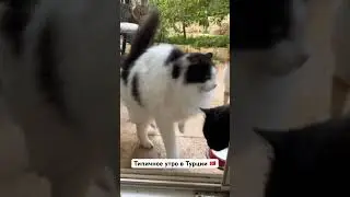 На нашей вилле живут 12 Котов и собака, подписывайся