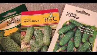 Два Артиста, Наташа и мертвый Ирокез