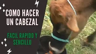 Como hacer una cabezal o jáquima para vaca