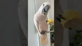 Красавчик попугай 🦜