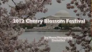 Cherry Blossom Festival | Washington DC