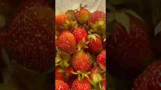 Вкуснейшая #клубника #садовод #дача #урожай #ягоды #ленобласть #лето #моменты #радость