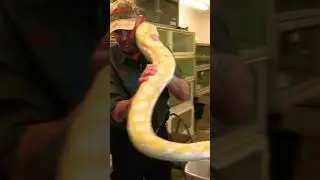 Don't squeeze the Snake! 🐍 🤪 