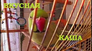 ПОПУГАЙ ГРИША. Вкусная Каша / GREGORY THE PARROT. Delicious Porridge