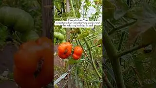 Aku bisa menyelamatkan tomatku Yura #minivlog #garden #berkebun #kebunmini #minigarden #slowliving