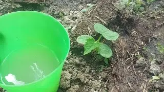 Prima hrănire importantă a castraveților cu drojdie! Vor crește imediat și vor da o recoltă mare!