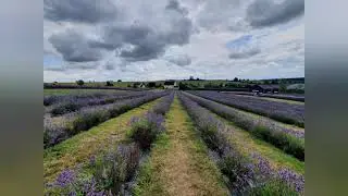 Lavender fields, Cotswold UK