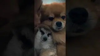 Детишек принесла