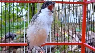 Long-Tailed Shrike ‼️MENGATASI CENDET BISU DENGAN SUARA | PANCINGAN SUARA UNTUK CENDET BISU