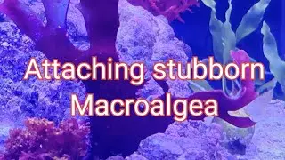 Attaching stubborn Macroalgeas to your scape! Mosaic Macros. Nano reef builder.