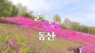 군포 철쭉동산에 철쭉이 활짝 🌸