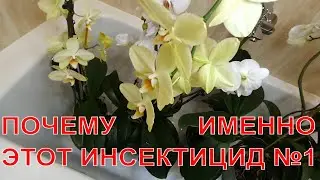 У орхидеи будет 50 цветков , если уничтожить вредителей. Инсектицид №1для орхидей.