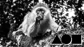 The Curious Monkey, my NFT Genesis Piece