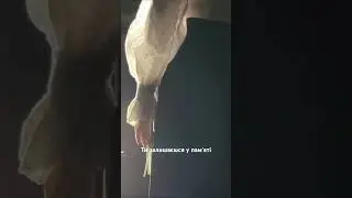 TANYA DOLYA - Ти залишаєшся у памʼяті 