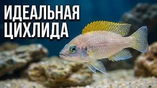 Неолампрологус Каудопунктатус