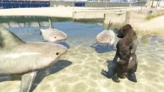غوريلا تسبح مع القروش في البركة قراند 5 GTA V Gorilla swims with sharks