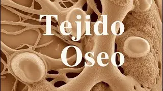 Clase de Tejido Óseo- Histología
