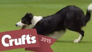 Heelwork to Music - Freestyle International Competition | Crufts 2015