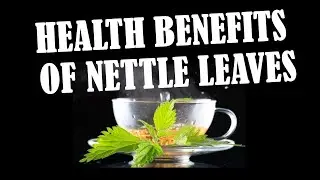 Top 18 Health Benefits Of Nettle Leaves You Should Not Ignore