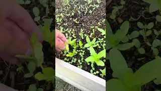 #gardening #cutflowergarden #flowergarden #garden #cutflowers #gardenupdate #diy #gardentips
