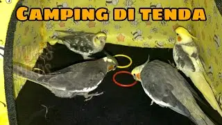 PARKIT AUSTRALIA CAMPING DI TENDA | COCKATIEL HAPPY